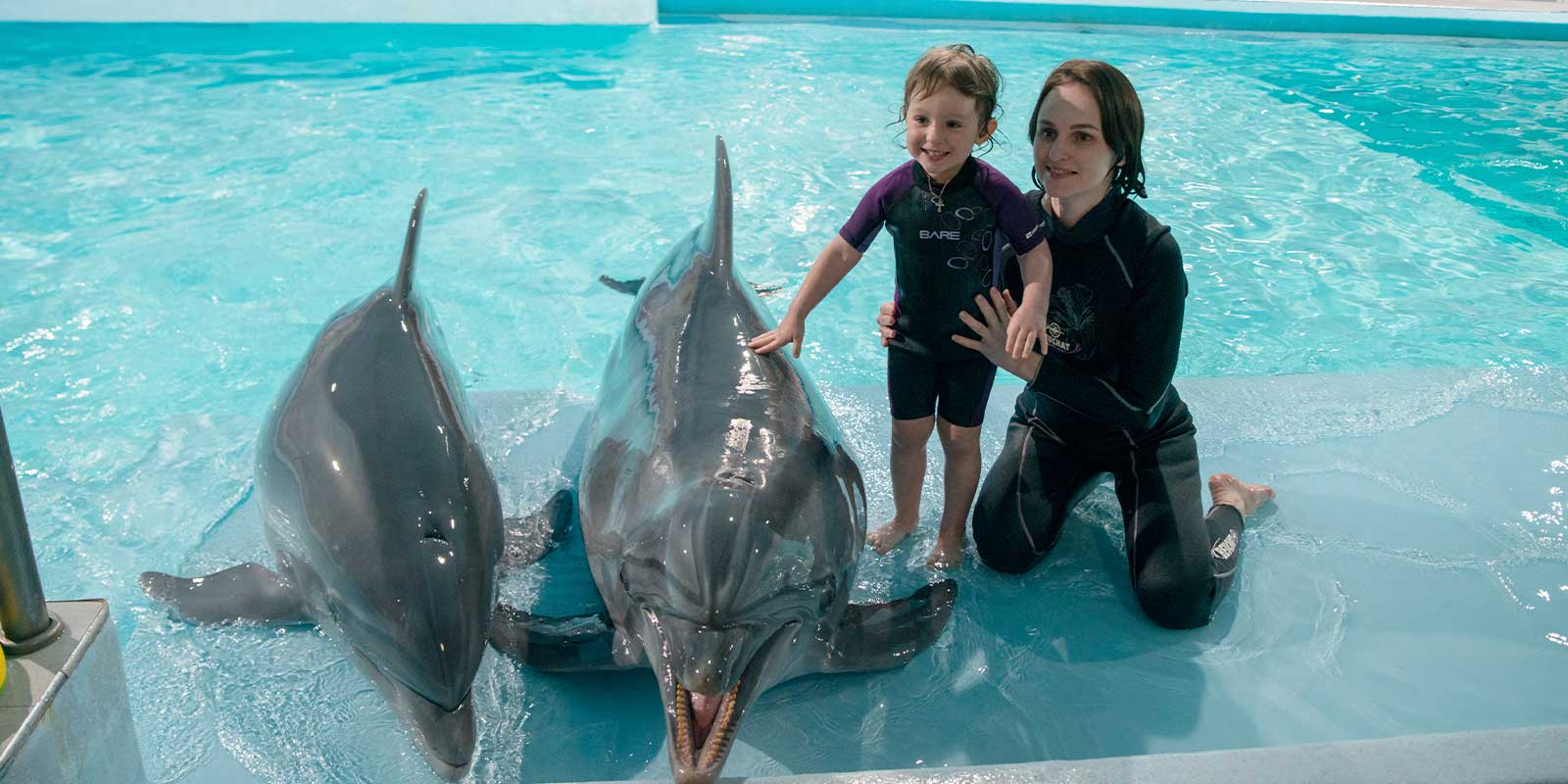 поплавать с дельфинами в Сочи