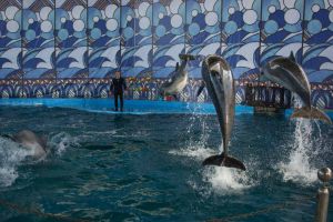 шоу дельфинов